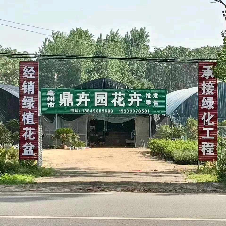 亳州十八里鼎卉园花卉