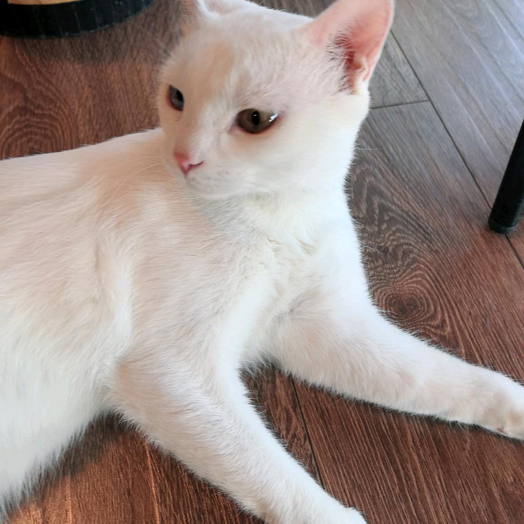 一窝小馋猫~