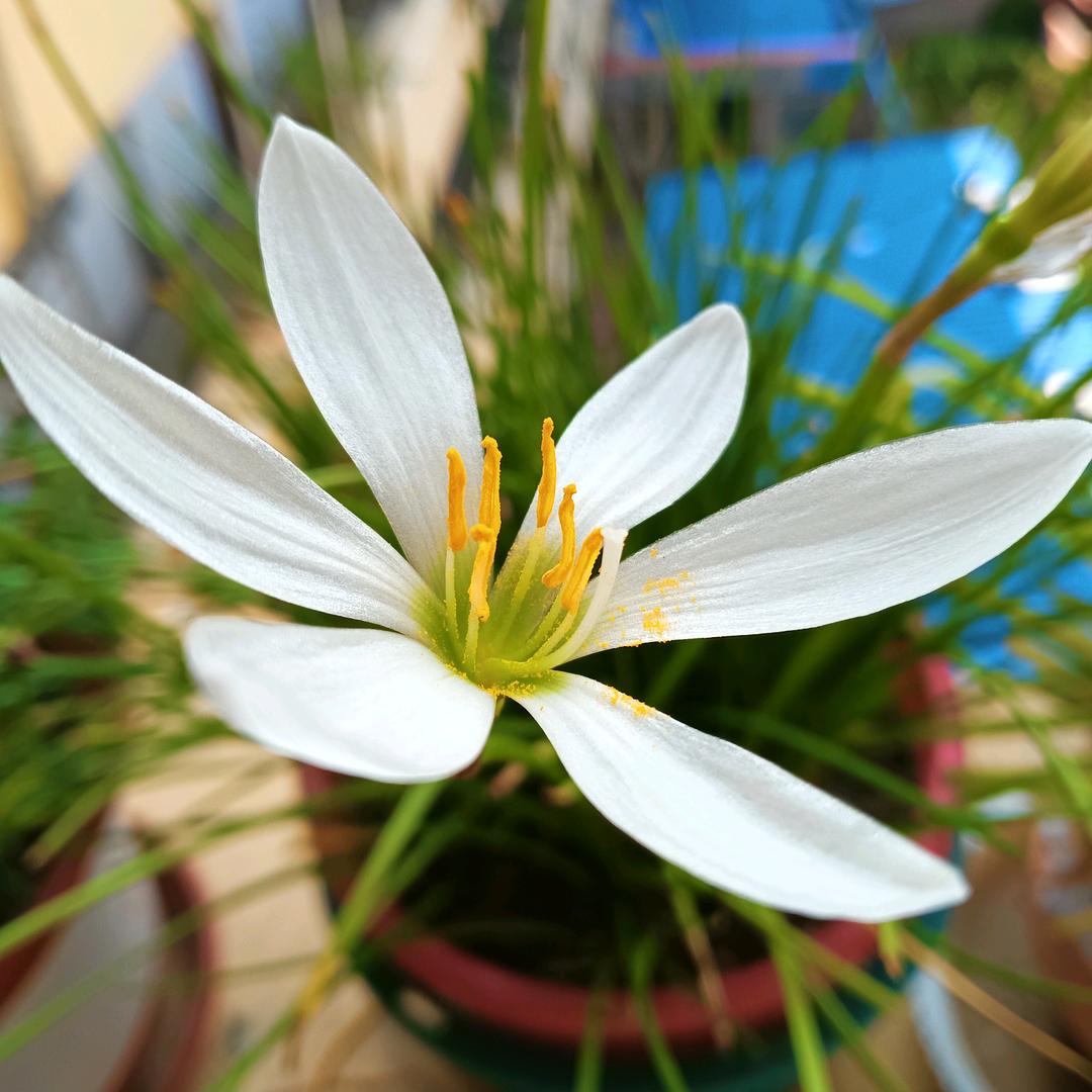 百合花