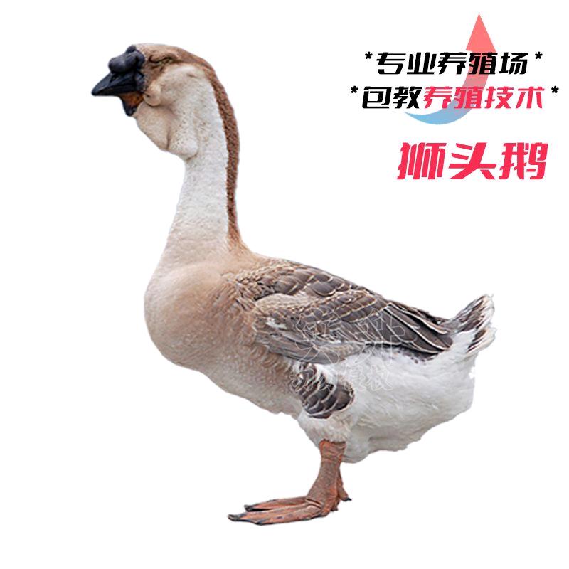 天山禽业