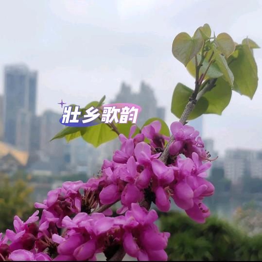 壮乡歌韵