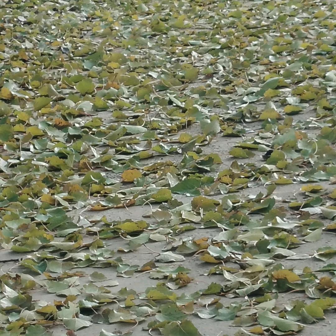勇敢的心3667