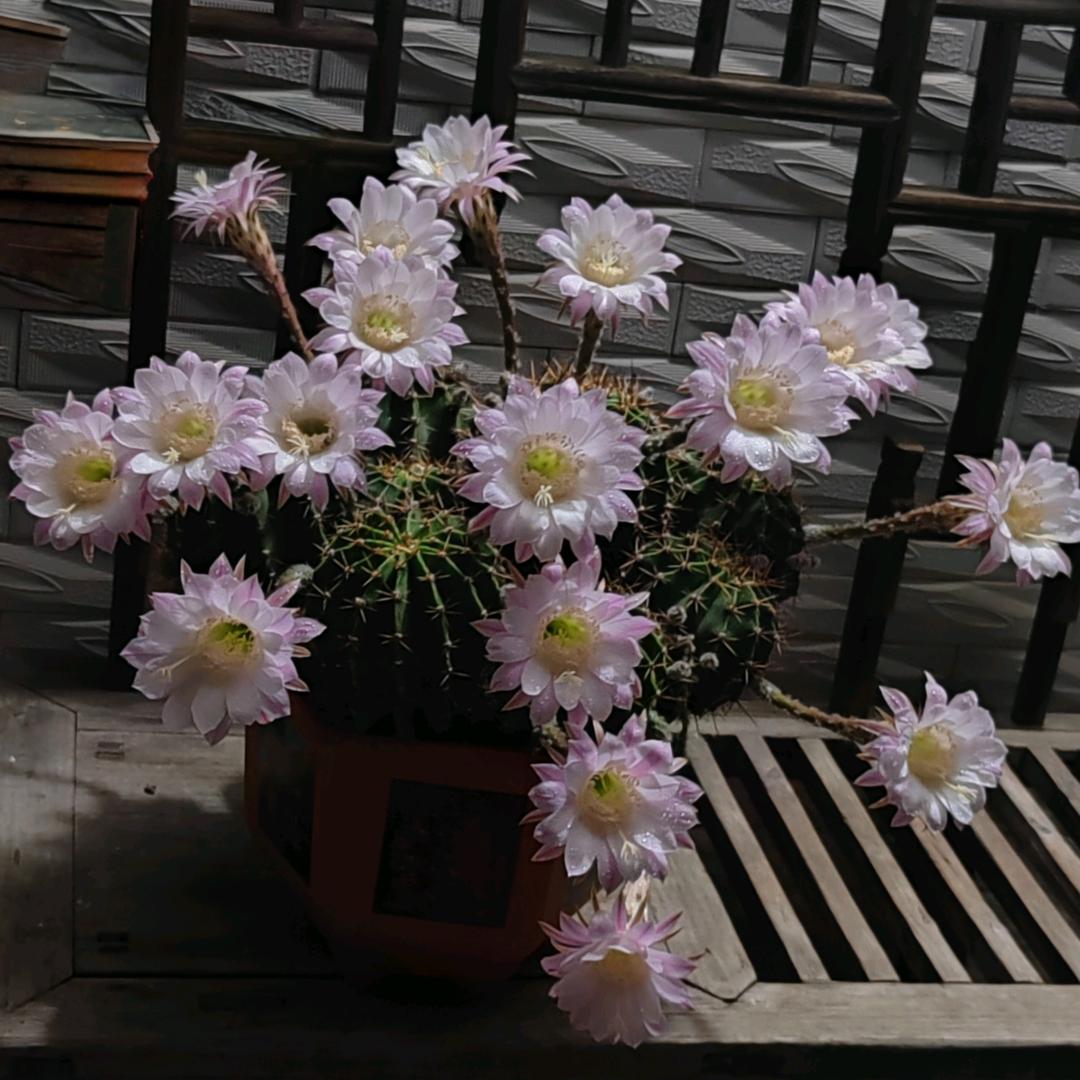 爱运动的🦂🦂