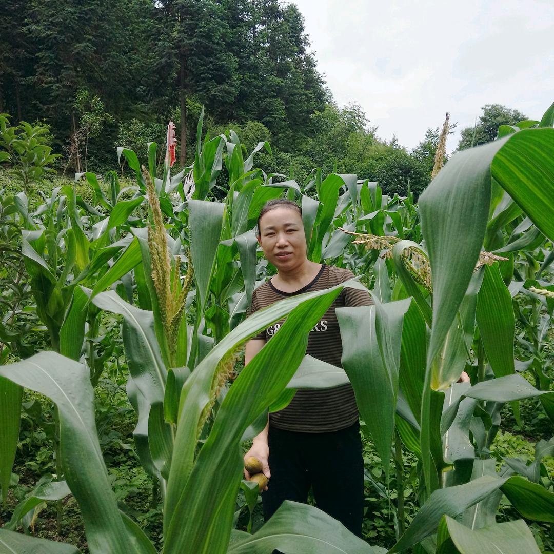 💞阿红山歌💞