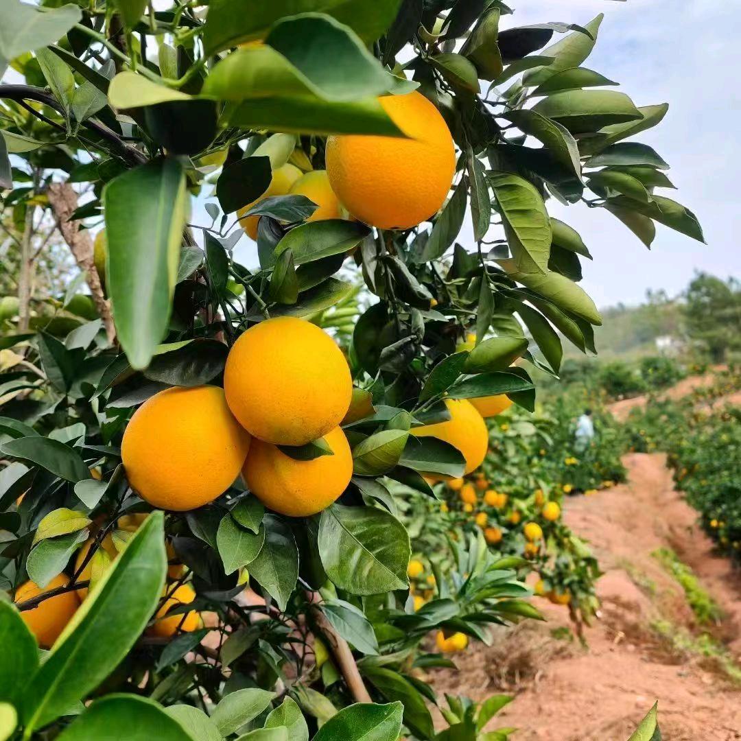 赣南红燕食品严选店