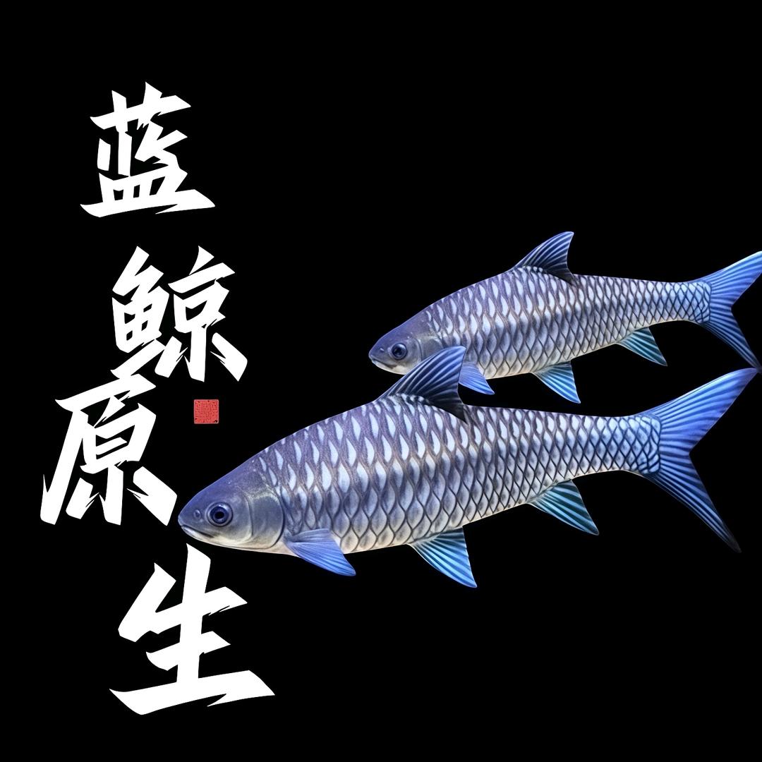 蓝鲸原生鱼蓝吉罗