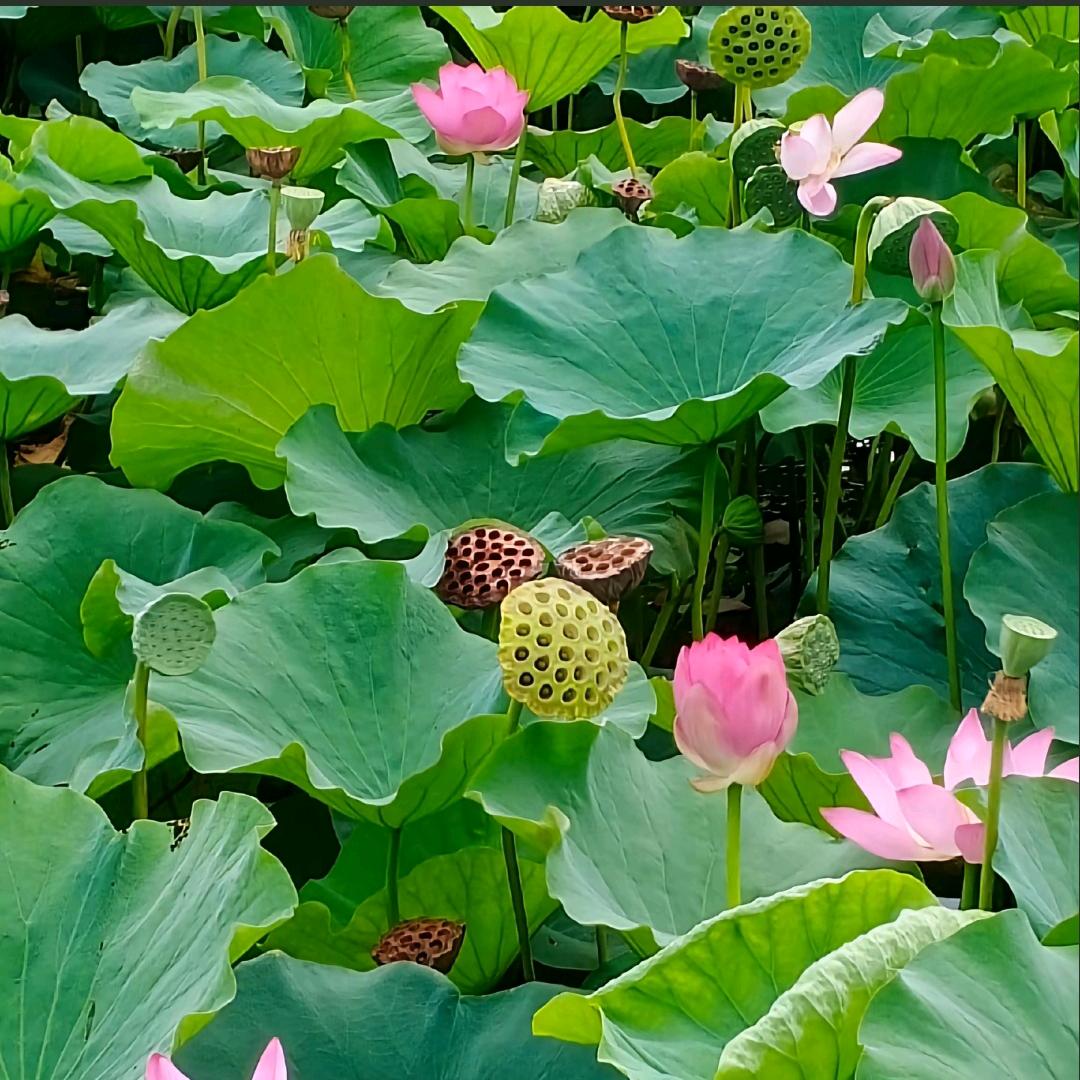 雷子微山湖水产