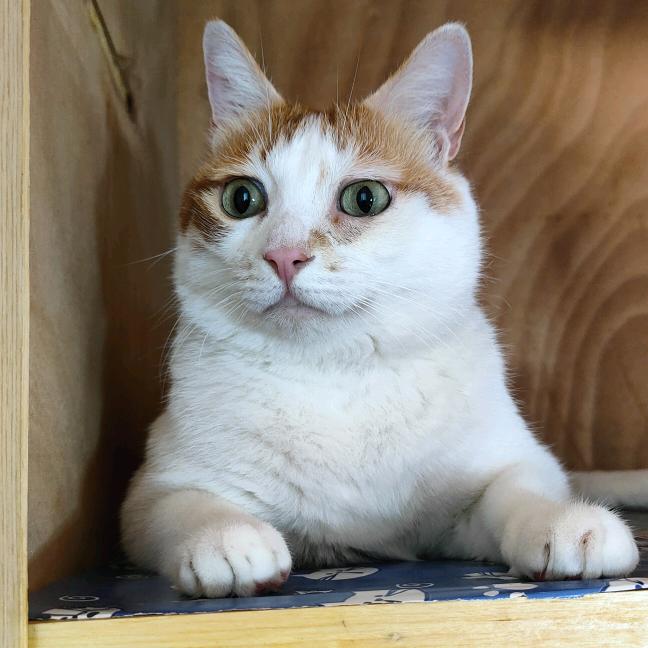 菜小村最强辅助