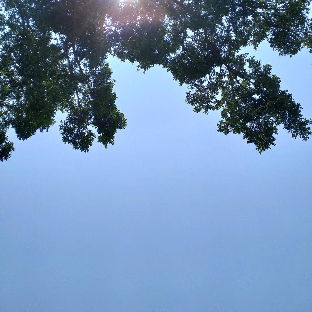 毛毛卖菜
