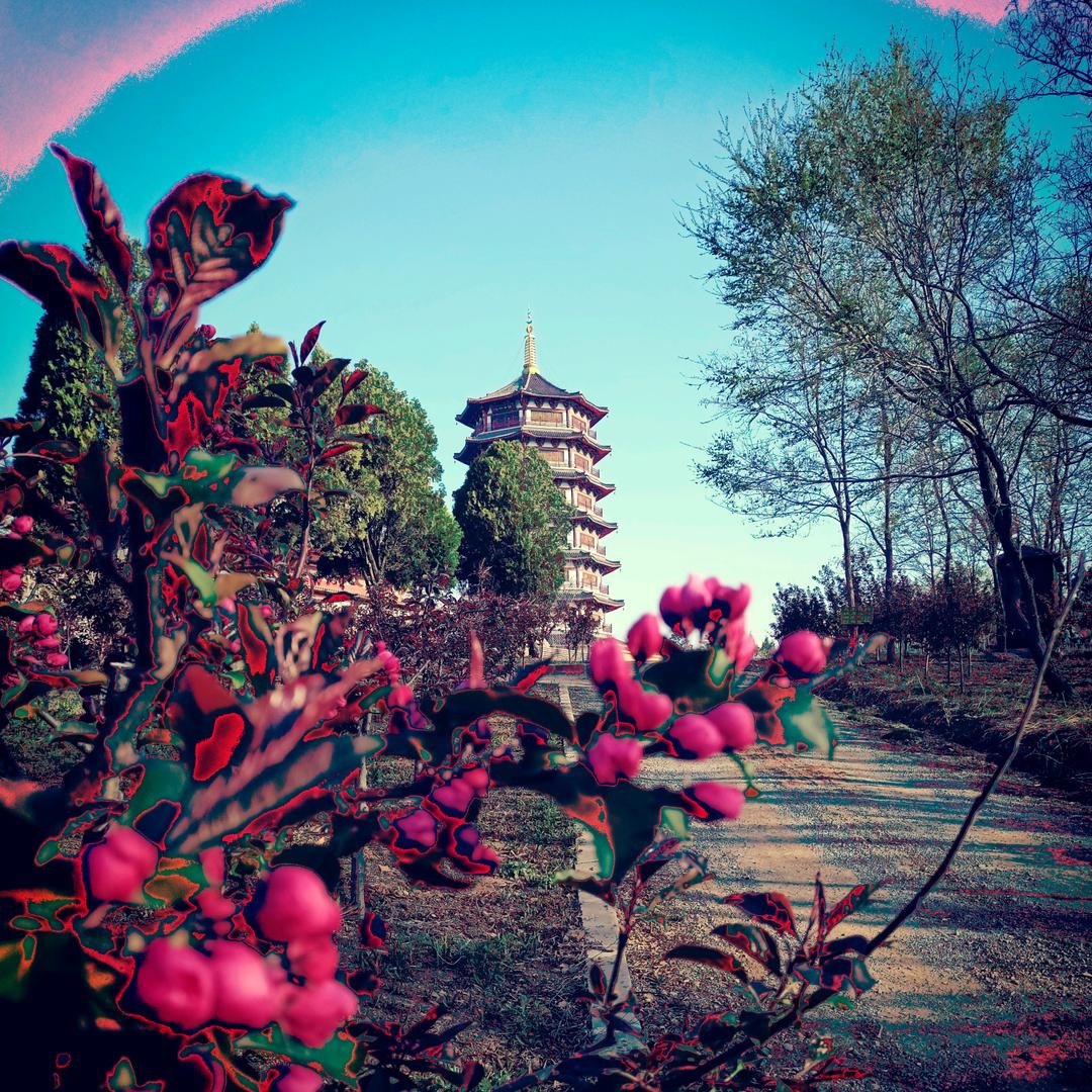 京普小弟
