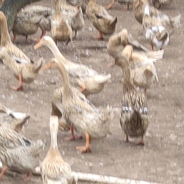 🦆宝乐野王