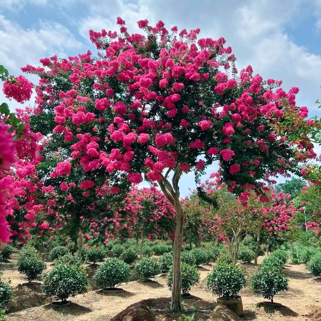 轩一庭院景观紫薇