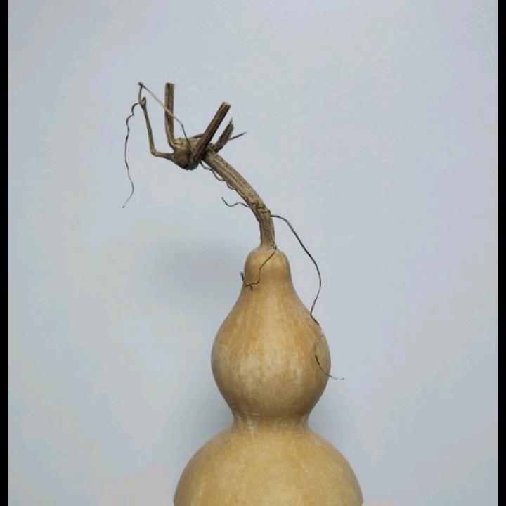 核桃记一秋子