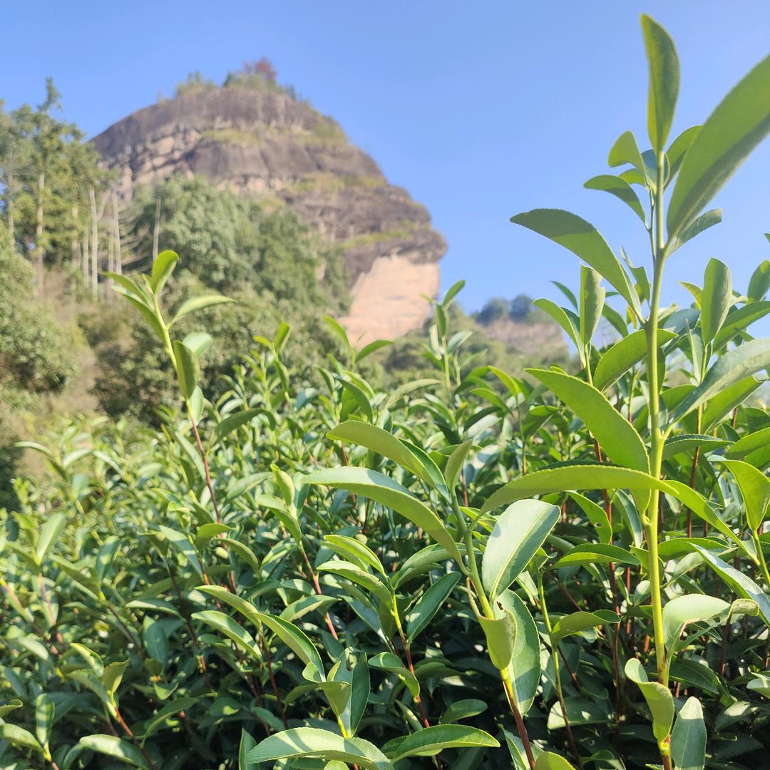 我有正岩好几亩天心村土国在～牛栏坑山场主