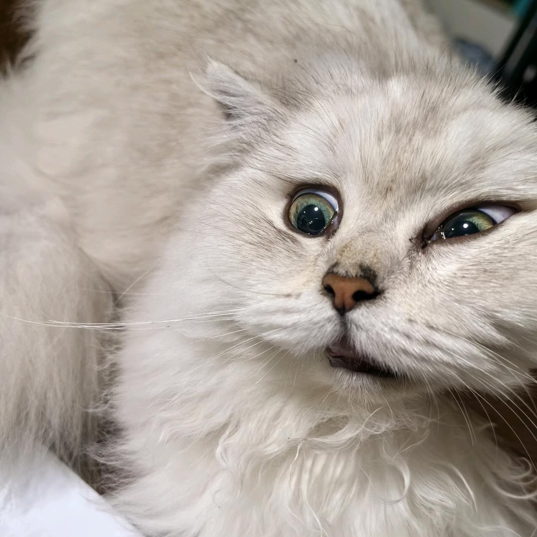 健忘小呆瓜