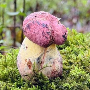 云南笕手亲商贸蘑菇菌