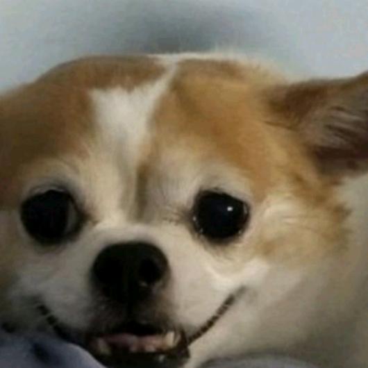 肥九弟弟
