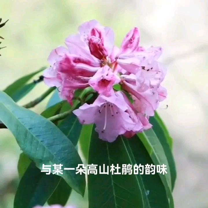 圆梦杜鹃批发