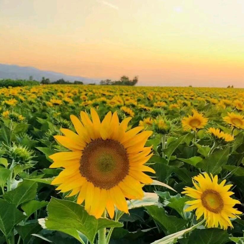 向日葵🌻爱❤️太阳🌞