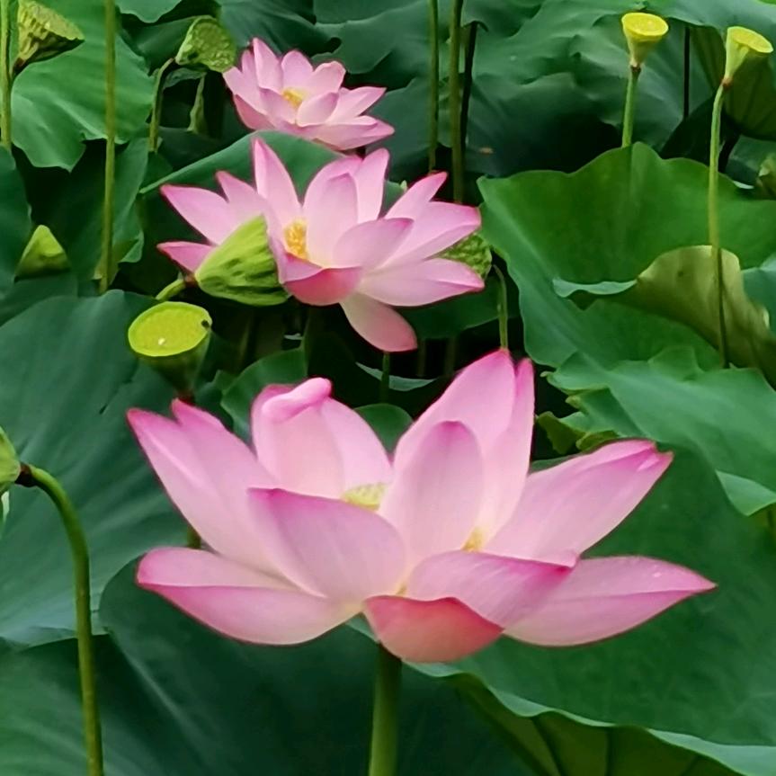如意