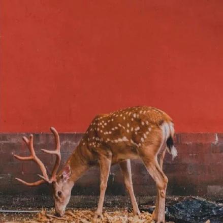 鹿鹿无为🦌