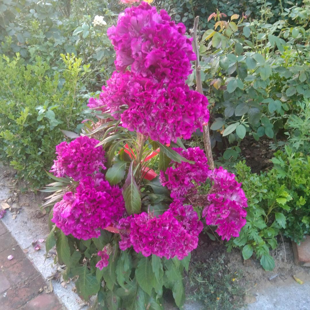 幸福梅子