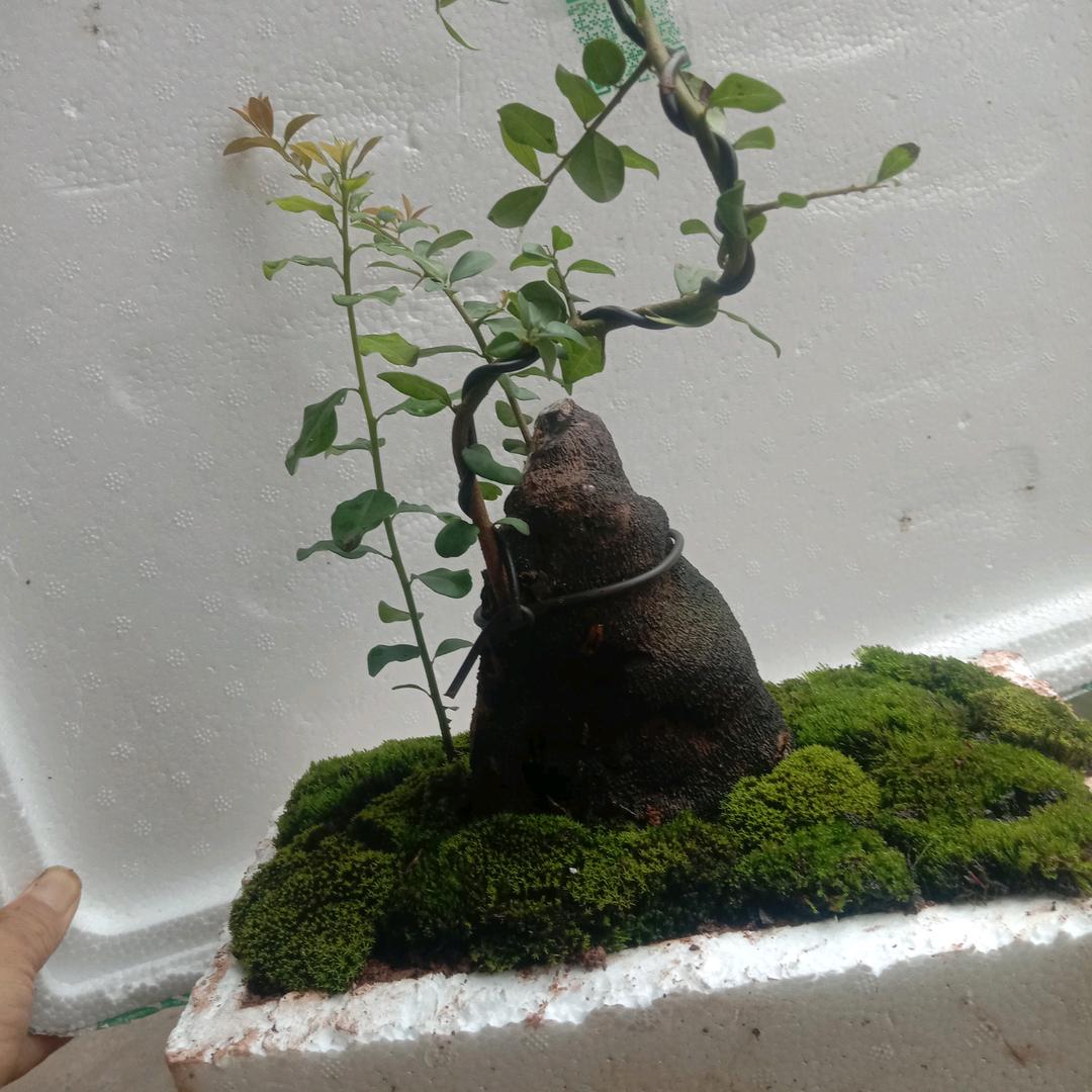 斌哥金弹子