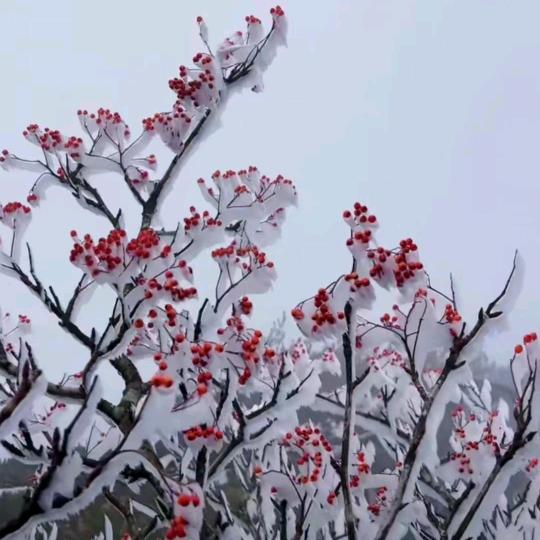 用户2594017626201清友