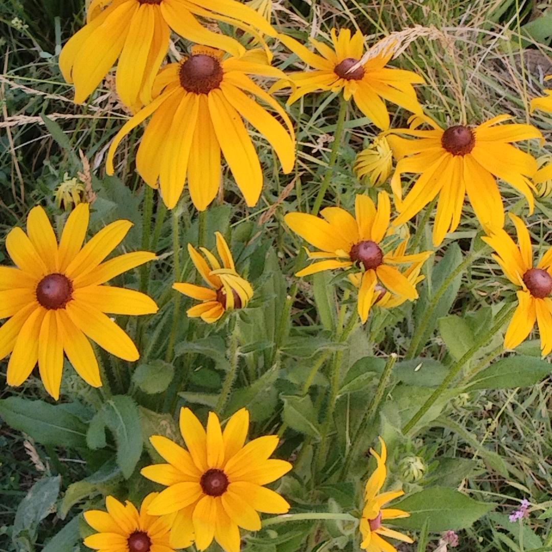 🌹🌹梅花三弄🌺🌺