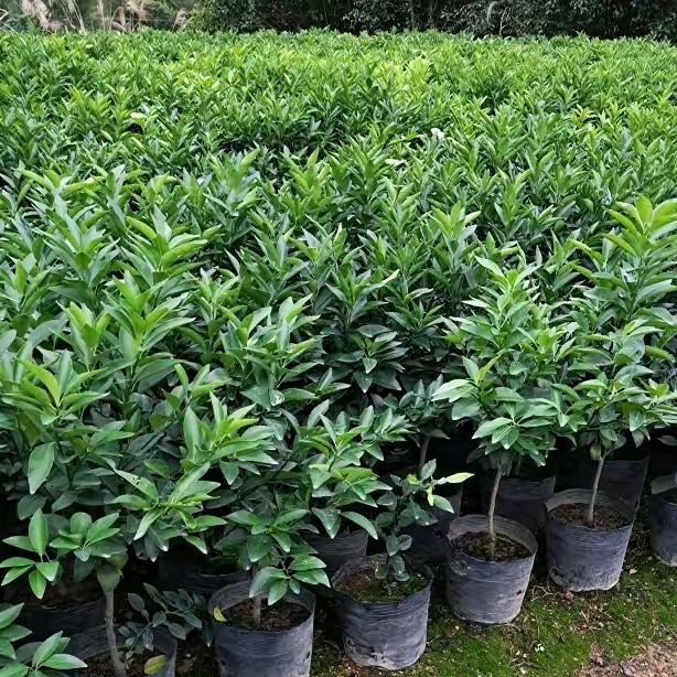 荔浦（丰禾农业）苗木基地