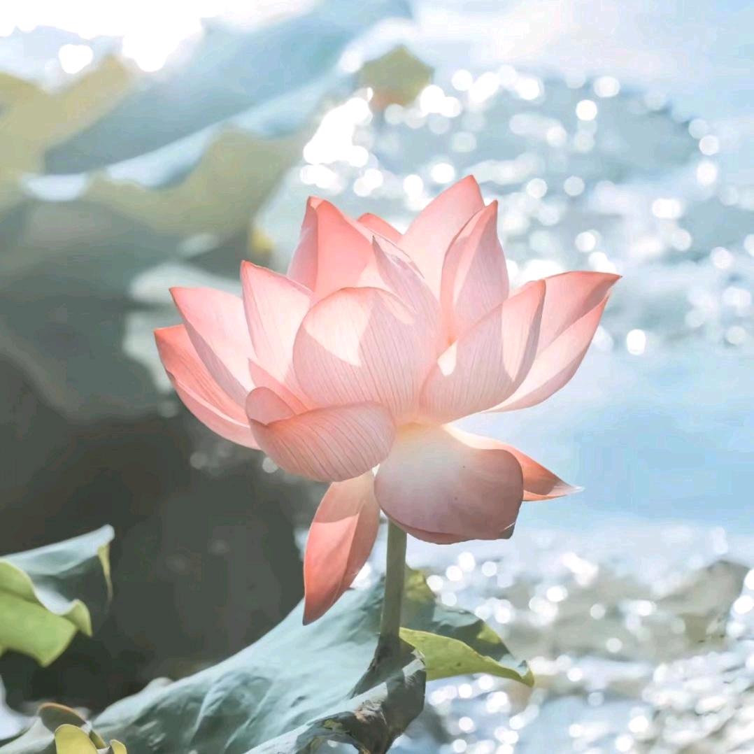 🪷佳爷🪷