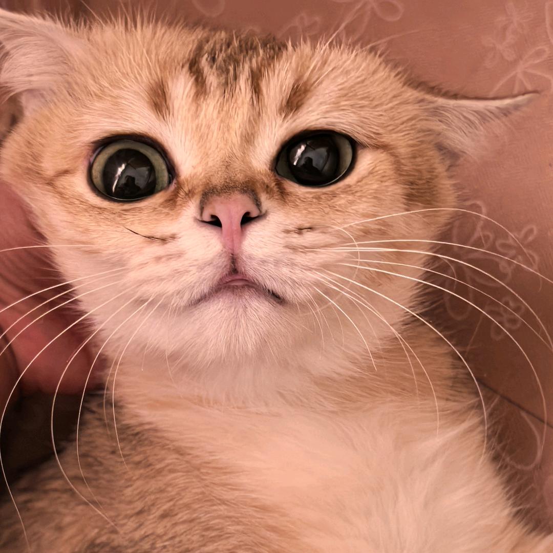 🐾