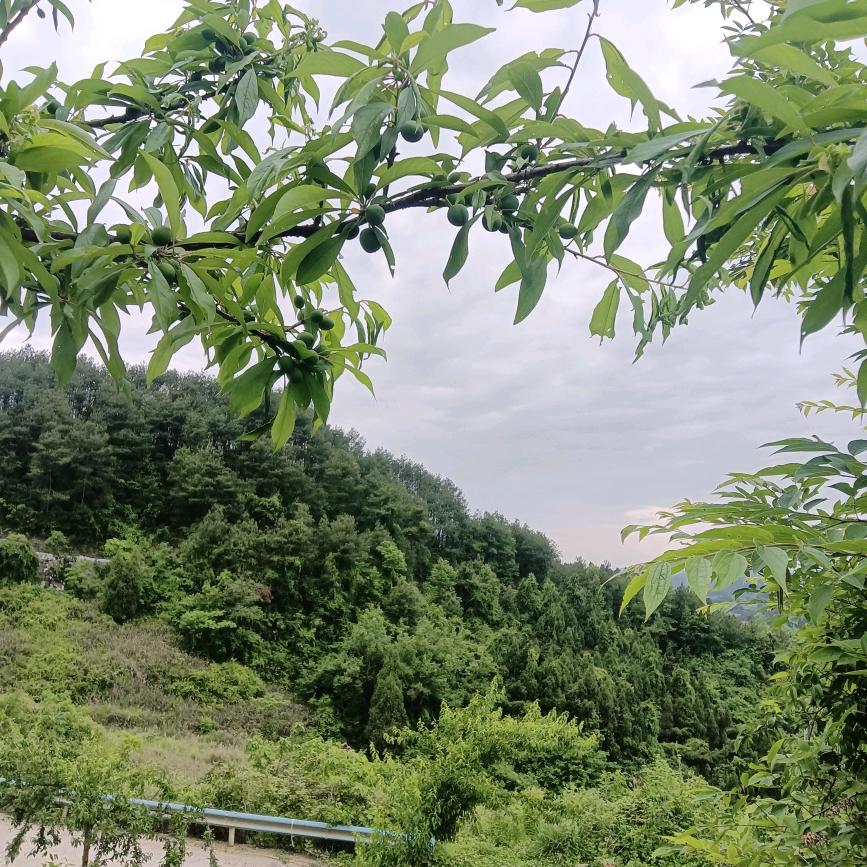 旺旺