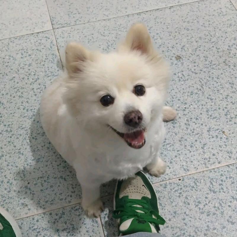 小点点回村日记