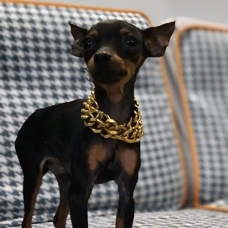 鹿犬（铲屎官）