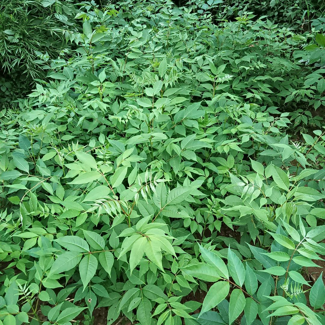 正能量山歌🍁