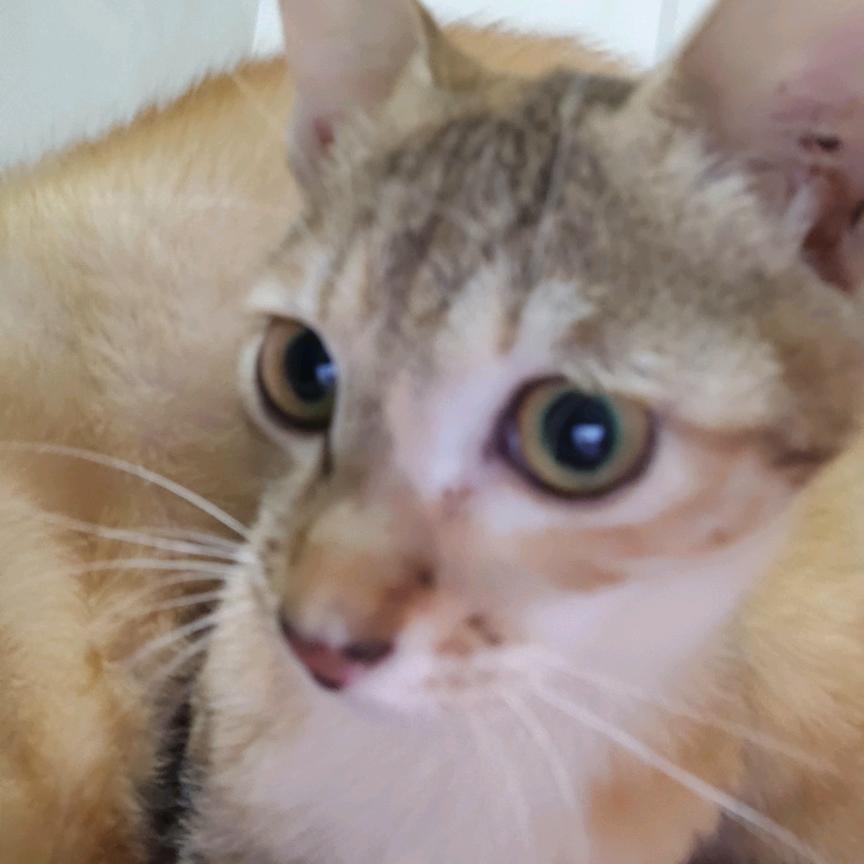 猫咪的领养所