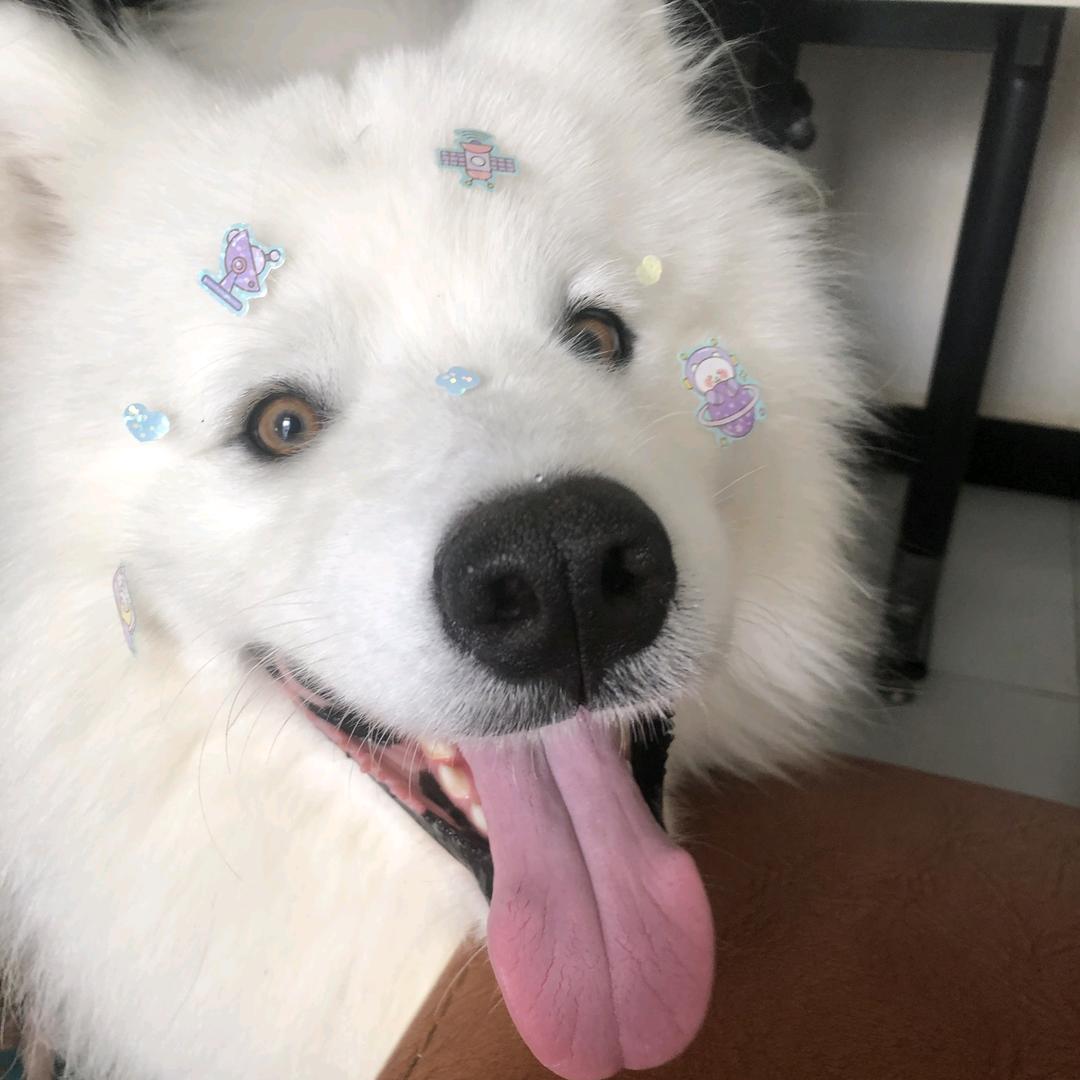 旺仔很忙🐶