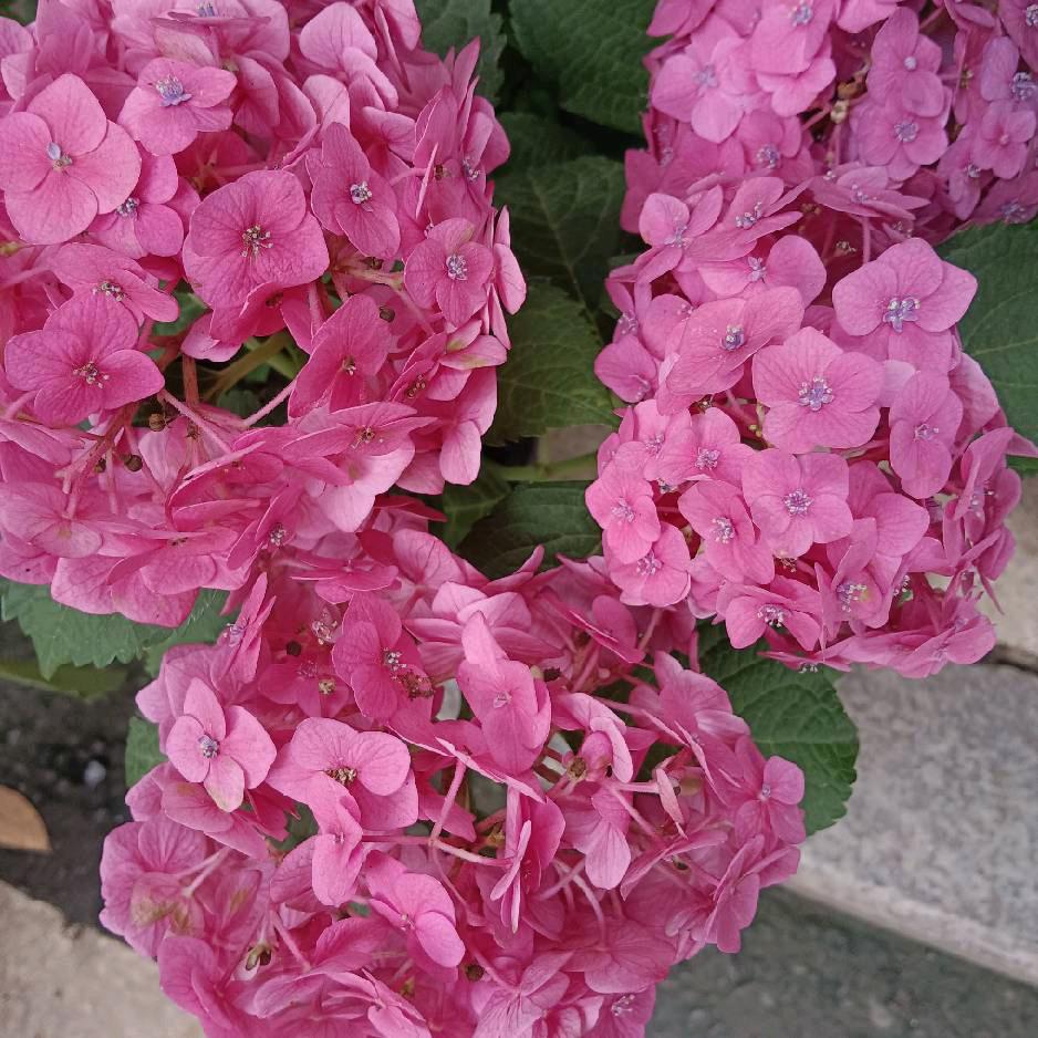❤中有李（你）