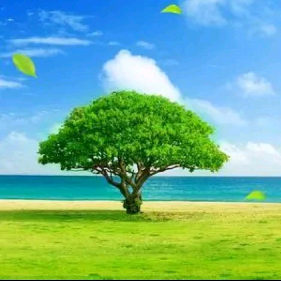 🌾清风淡念~