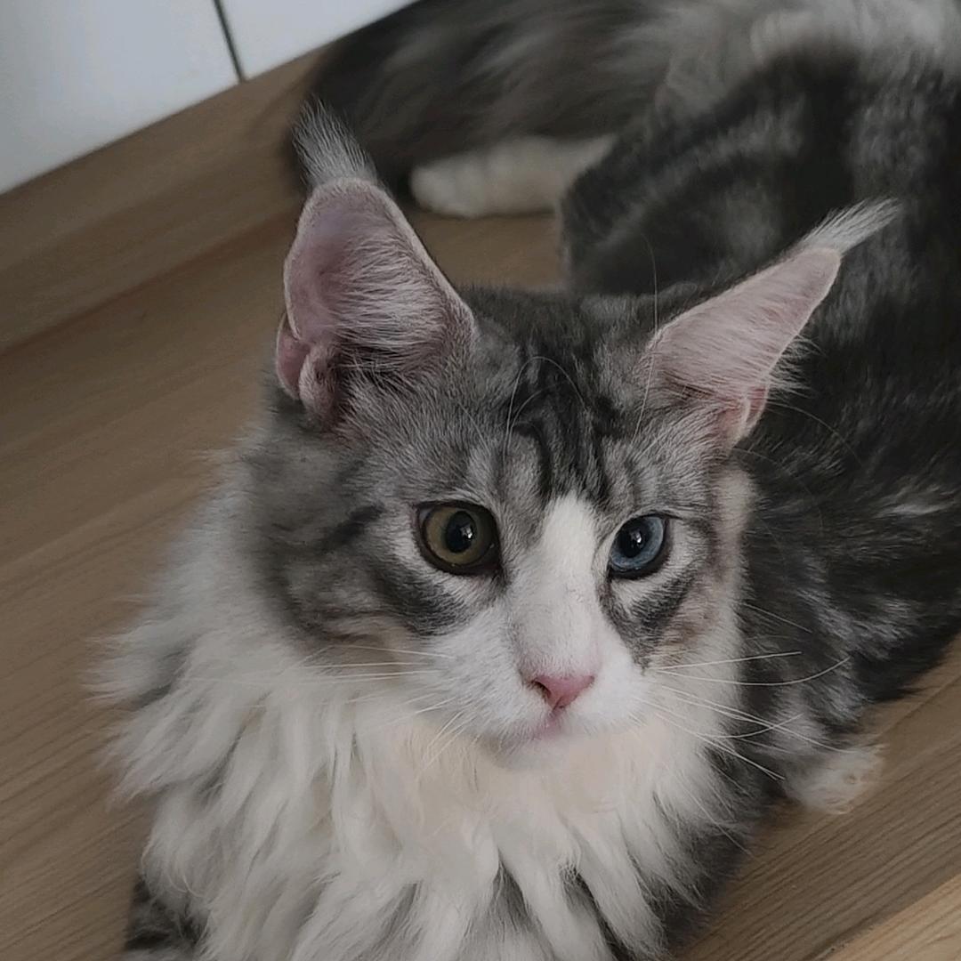 ChenFuBin