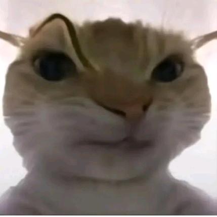 跑刀鼠