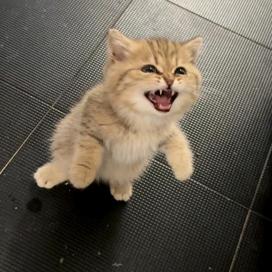 ꧁༺๑杨๑༻꧂