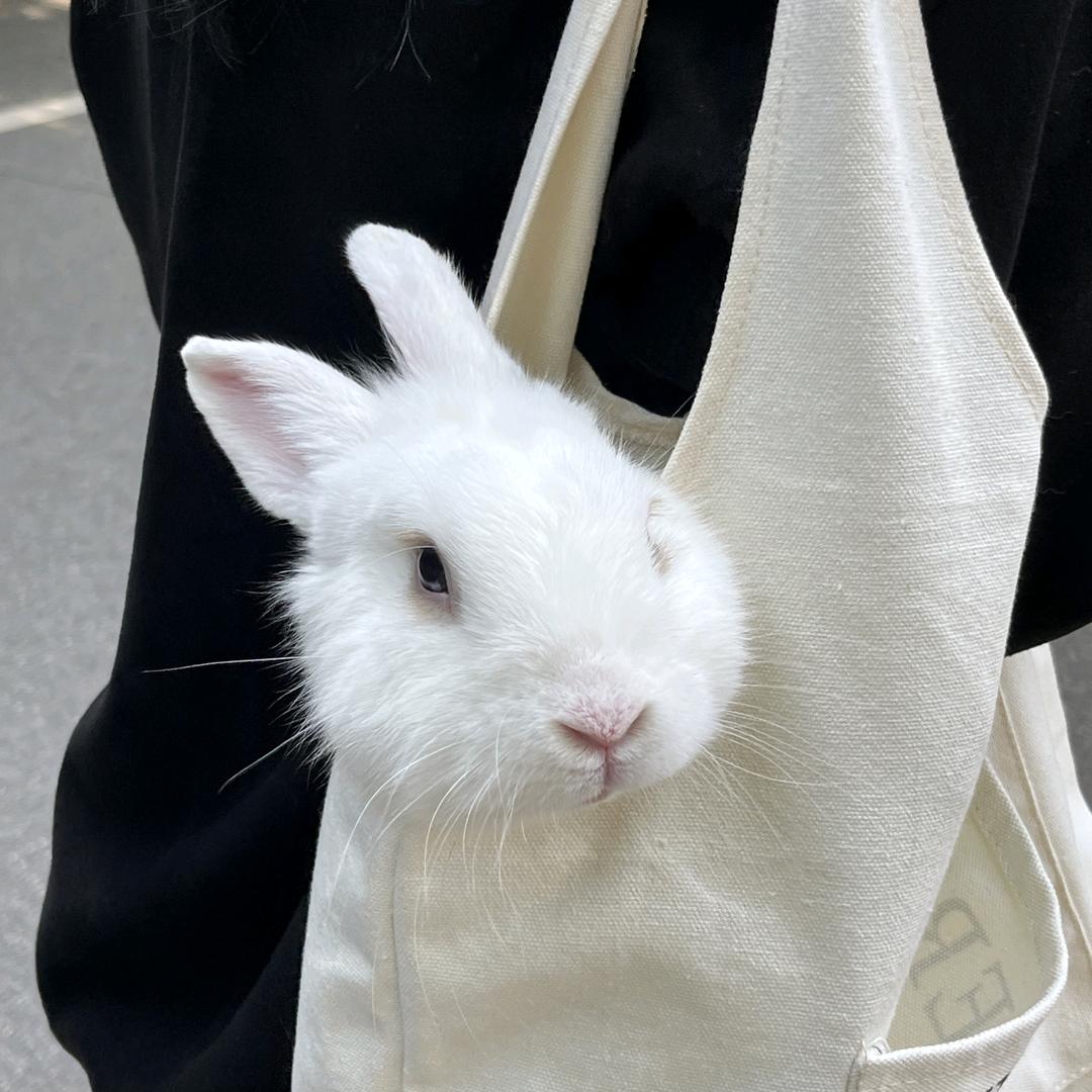 开朗的冰冻生菜