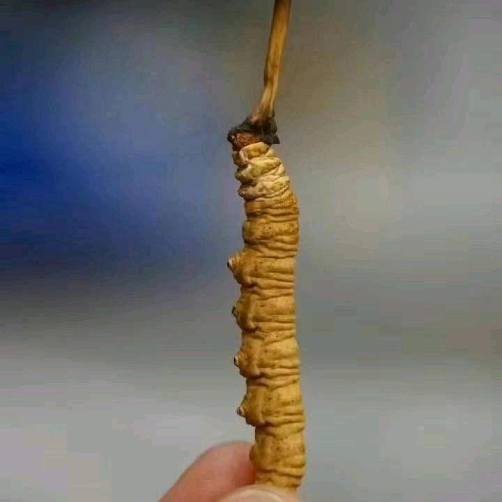 K   སྨ་ལྕེ་།