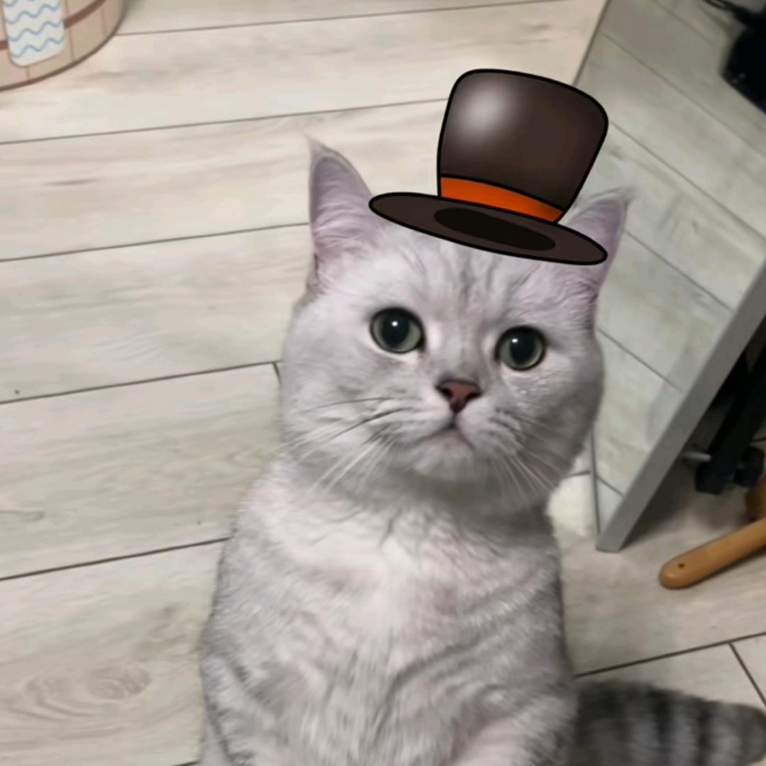 猫猫少爷