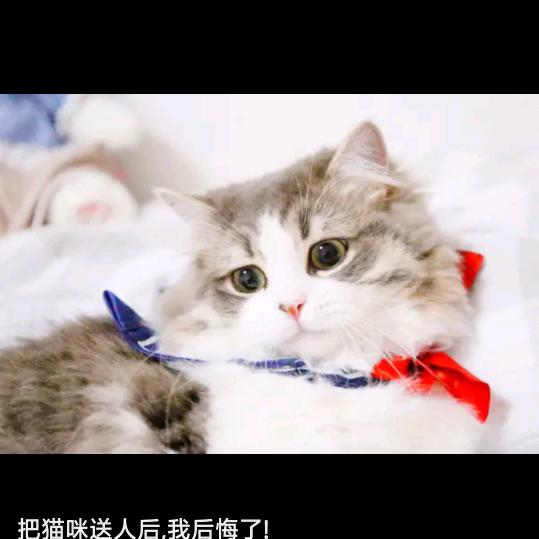 咪^O^咪