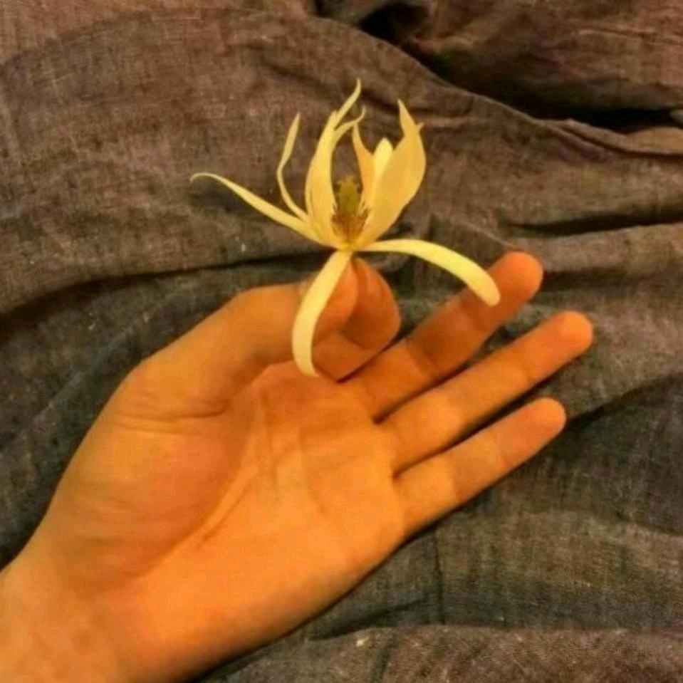 张脆鹅