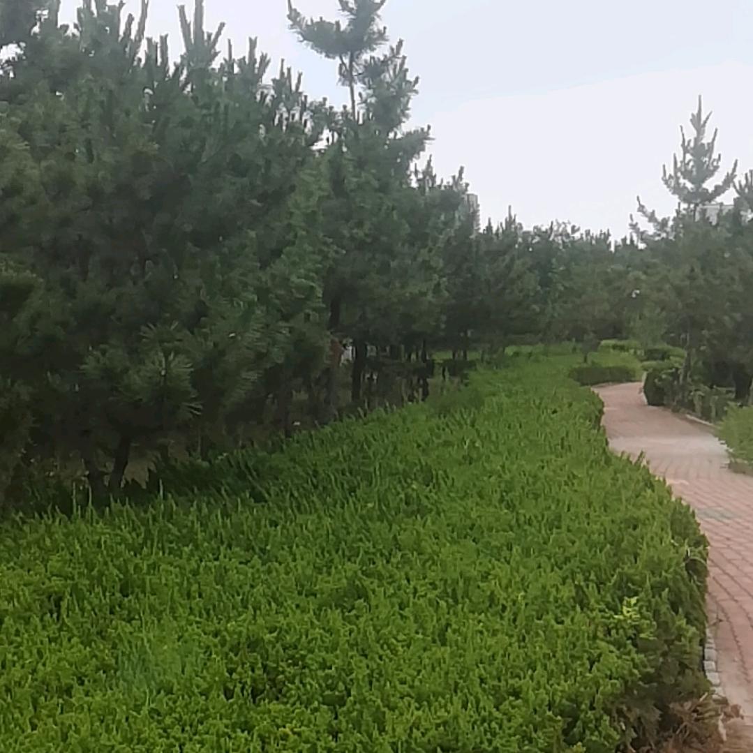 探长（体力王）