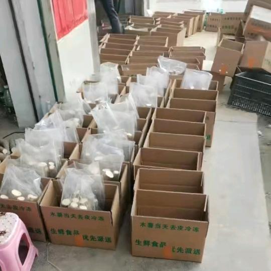 灵山县桂味木薯种植